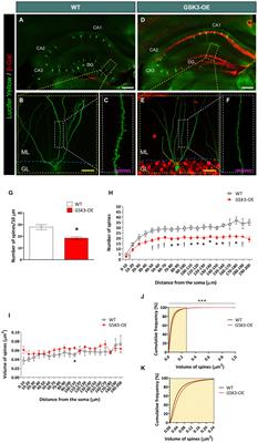 GSK-3β Overexpression Alters the Dendritic Spines of Developmentally Generated Granule Neurons in the Mouse Hippocampal Dentate Gyrus